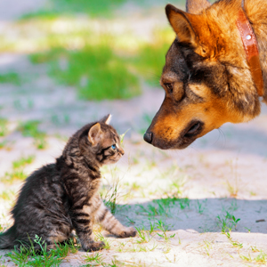 Domenii web pentru site-uri de animale